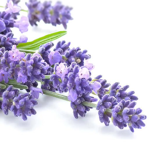 SpaREDI - Pedicure Lavender Gel Scrub (32oz)